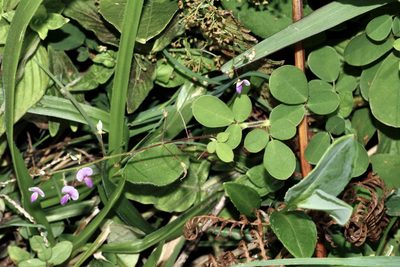 Grona setigera, photographed by Dr. Alexey Yakovlev