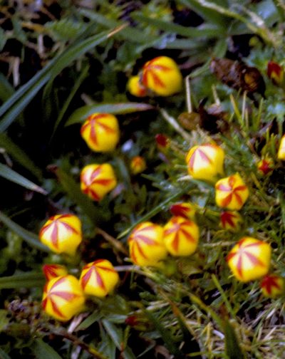 Gentianella hirculus, photographed by desertnaturalist