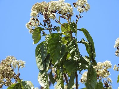 Koanophyllon pittieri, photographed by Neptalí Ramírez Marcial