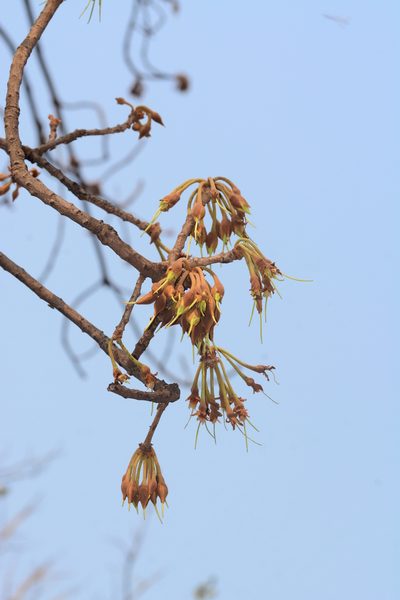 Madhuca longifolia, photographed by S.MORE