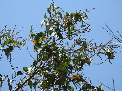 Croton reflexifolius, photographed by Neptalí Ramírez Marcial