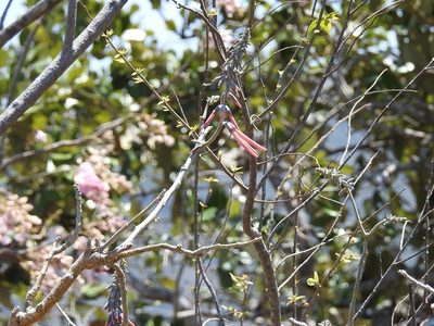 Erythrina lanata, photographed by Neptalí Ramírez Marcial