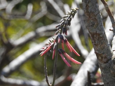 Erythrina lanata, photographed by Neptalí Ramírez Marcial