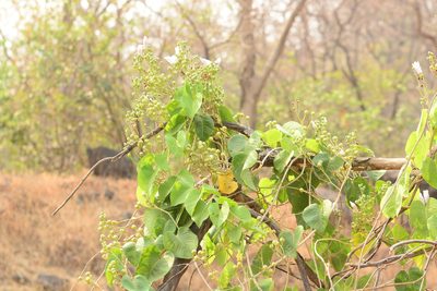 Ipomoea campanulata, photographed by S.MORE