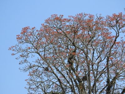 Bernoullia flammea, photographed by Neptalí Ramírez Marcial