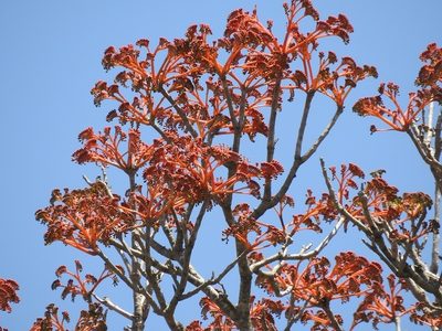 Bernoullia flammea, photographed by Neptalí Ramírez Marcial