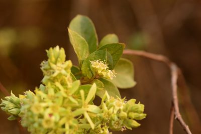Getonia floribunda, photographed by S.MORE