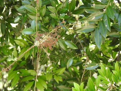 Matayba oppositifolia, photographed by Neptalí Ramírez Marcial
