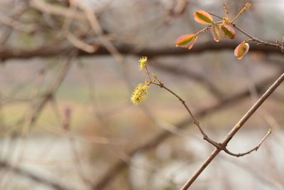 Combretum albidum, photographed by S.MORE