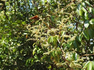 Paullinia costata, photographed by Neptalí Ramírez Marcial
