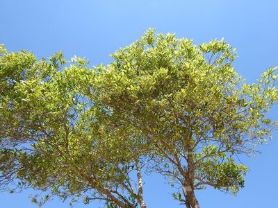 Daphnopsis americana, photographed by Neptalí Ramírez Marcial