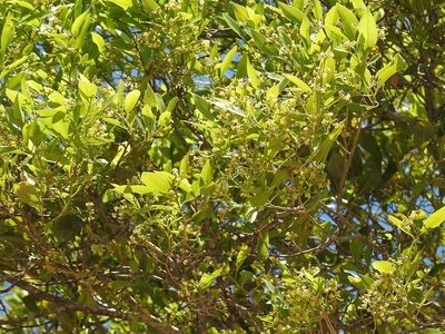 Daphnopsis americana, photographed by Neptalí Ramírez Marcial