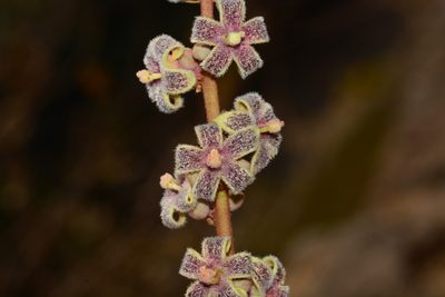 Sterculia guttata, photographed by S.MORE
