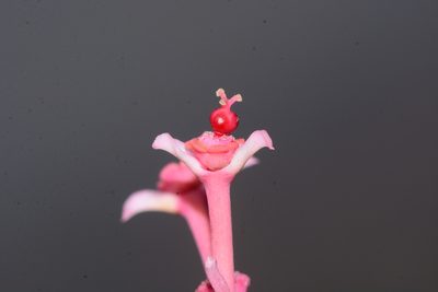 Euphorbia khandallensis, photographed by S.MORE