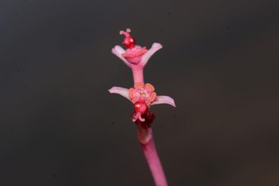 Euphorbia khandallensis, photographed by S.MORE
