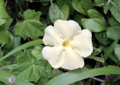 Thunbergia dregeana, photographed by Dr. Alexey Yakovlev