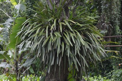 Cymbidium aloifolium, photographed by S.MORE
