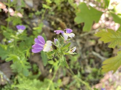 Collinsia violacea, photographed by Miranda Kohout