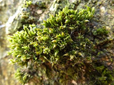 Orthotrichum tenellum, photographed by Susan Marley
