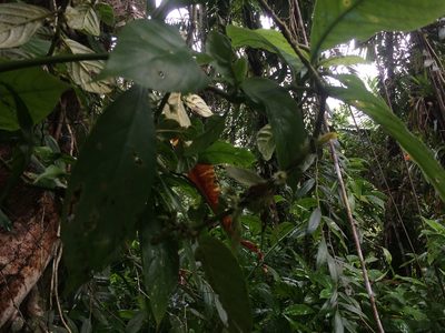 Columnea ambigua, photographed by Derek