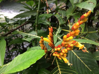 Sanchezia parvibracteata, photographed by Derek