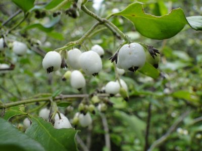 Chiococca oaxacana, photographed by Eugenio Padilla