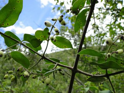 Chiococca oaxacana, photographed by Eugenio Padilla
