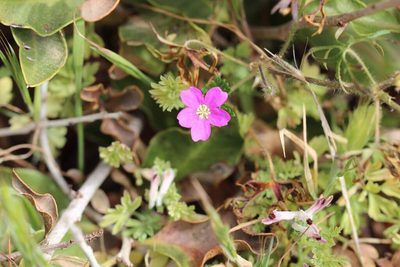 Geranium skottsbergii, photographed by Cesar Ormazabal