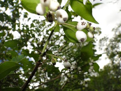 Chiococca oaxacana, photographed by Eugenio Padilla