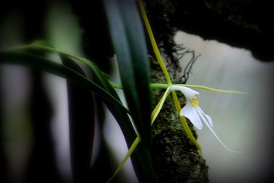 Epidendrum nocturnum, photographed by Lisa Levine