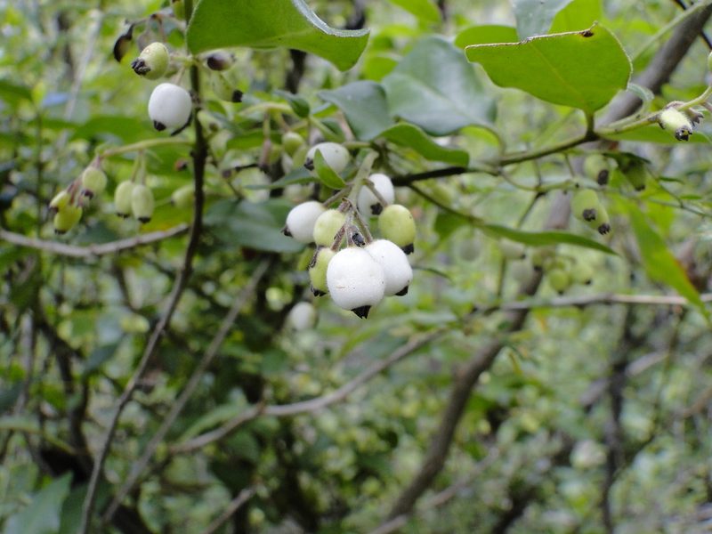 Chiococca oaxacana, photographed by Eugenio Padilla