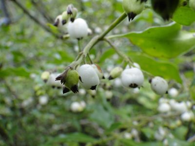 Chiococca oaxacana, photographed by Eugenio Padilla