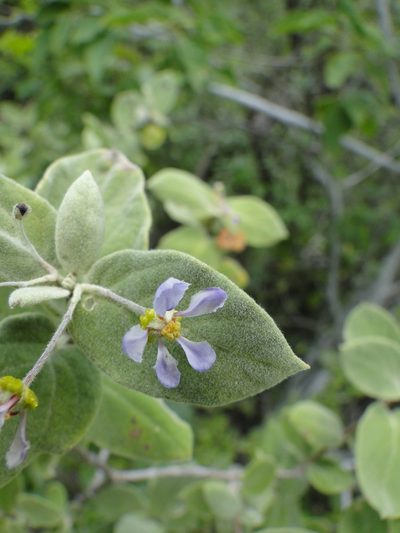 Calcicola parvifolia, photographed by Eugenio Padilla