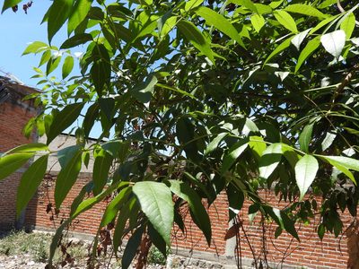Fraxinus uhdei, photographed by Oscar Alejandro Morales Juárez