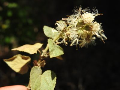 Ageratina petiolaris, photographed by Oscar Alejandro Morales Juárez
