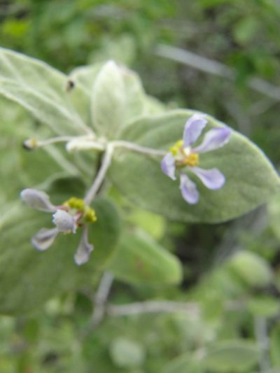 Calcicola parvifolia, photographed by Eugenio Padilla