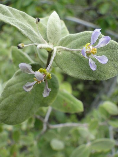 Calcicola parvifolia, photographed by Eugenio Padilla