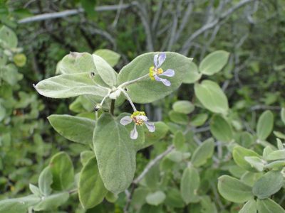 Calcicola parvifolia, photographed by Eugenio Padilla