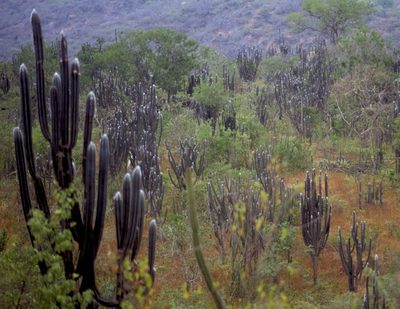 Pilosocereus lanuginosus, photographed by desertnaturalist