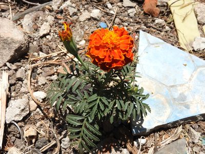 Tagetes patula, photographed by Oscar Alejandro Morales Juárez