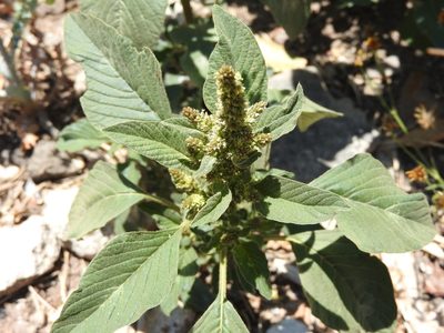 Amaranthus hybridus, photographed by Oscar Alejandro Morales Juárez
