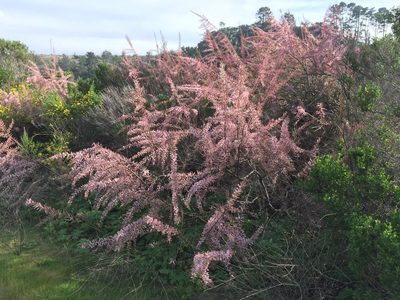 Tamarix parviflora, photographed by David A. Krause