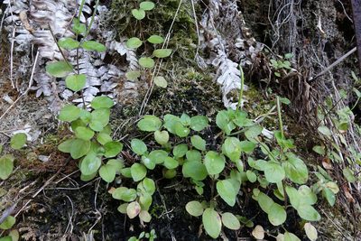 Epilobium pubens, photographed by John Barkla
