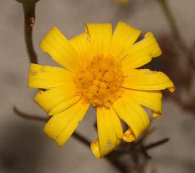 Steirodiscus tagetes, photographed by Brian du Preez