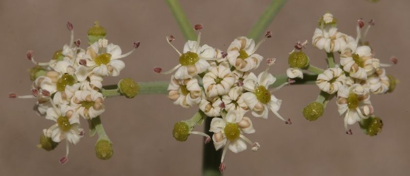 Capnophyllum africanum, photographed by Brian du Preez