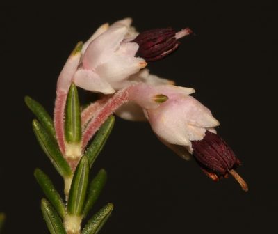 Erica placentiflora, photographed by Brian du Preez