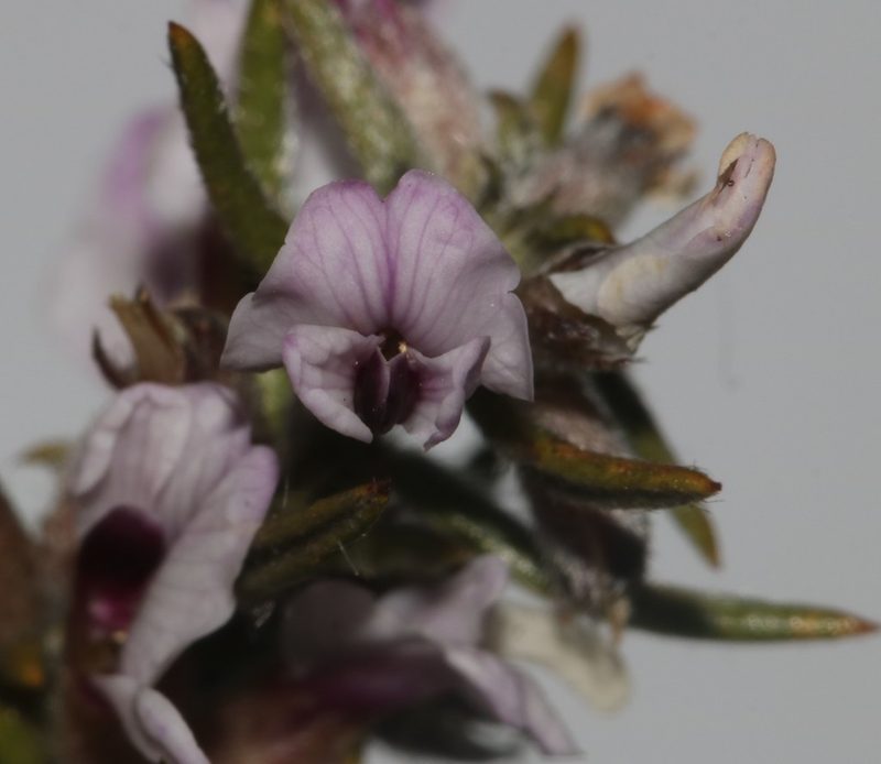 Amphithalea virgata, photographed by Brian du Preez