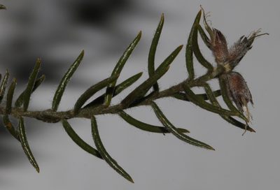 Amphithalea virgata, photographed by Brian du Preez