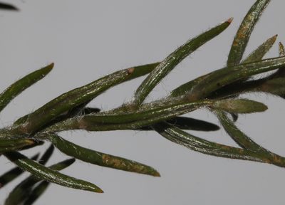 Amphithalea virgata, photographed by Brian du Preez