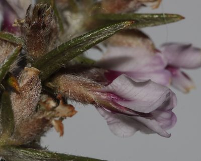 Amphithalea virgata, photographed by Brian du Preez